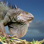 Leguan im Freigehege