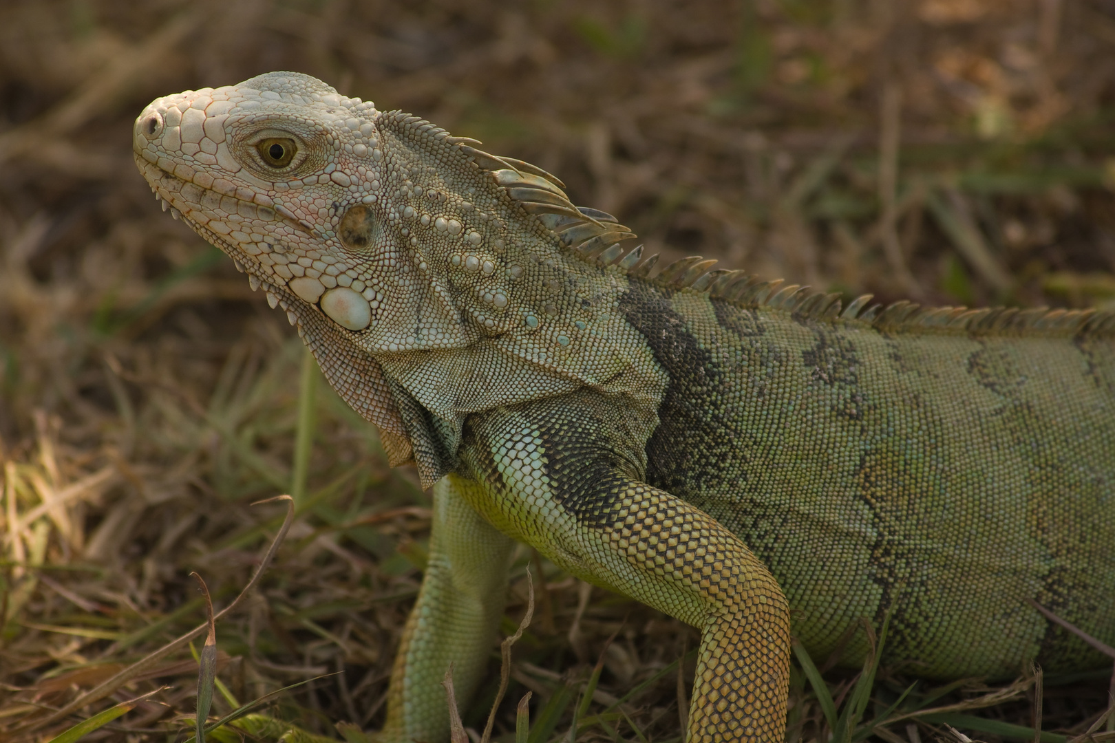 Leguan im Garten