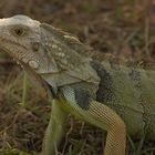 Leguan im Garten