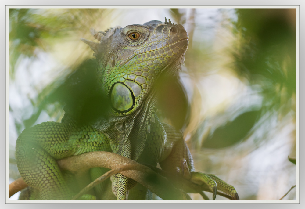 Leguan im Grünen wurde