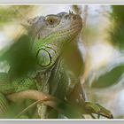 Leguan im Grünen wurde