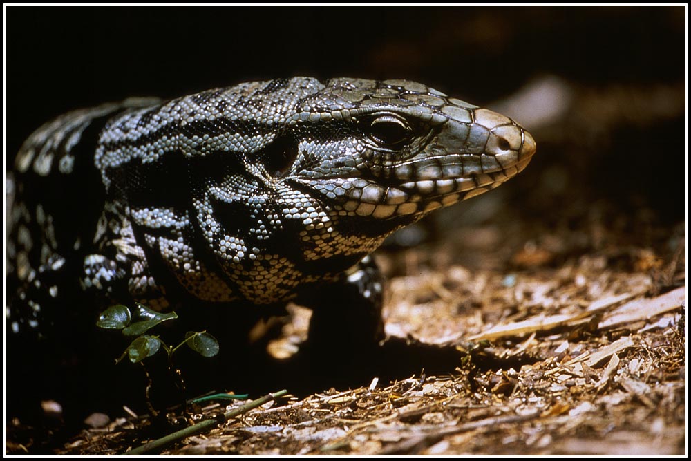 Leguan im Iguazu Nationalpark