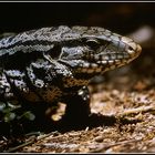 Leguan im Iguazu Nationalpark