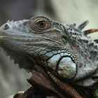 Leguan im Luisenpark Mannheim