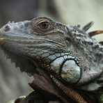 Leguan im Luisenpark Mannheim