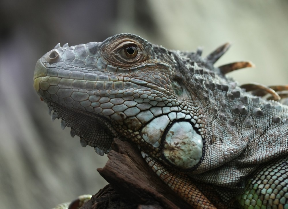 Leguan im Luisenpark Mannheim