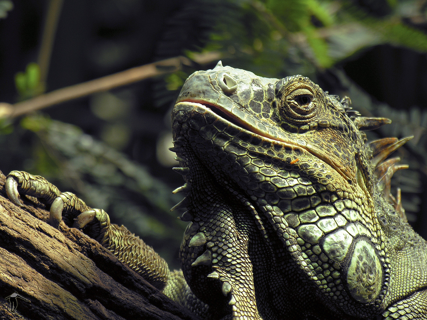 Leguan im Porträt