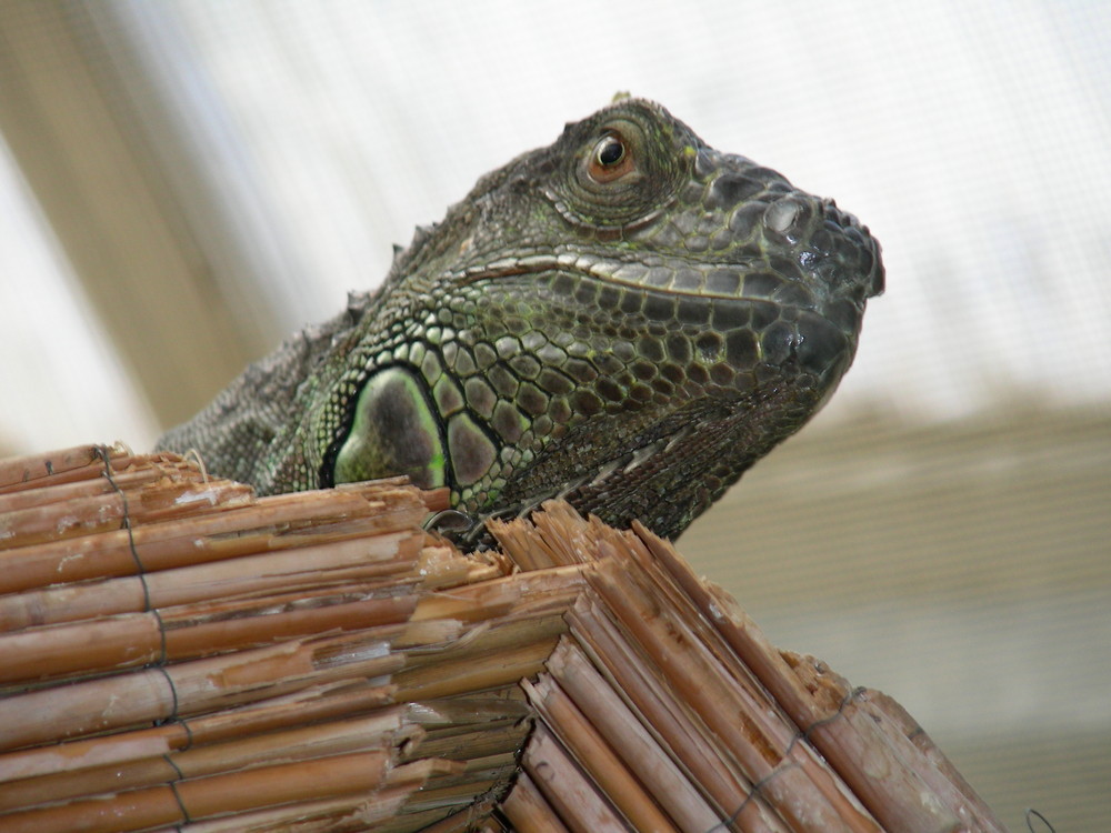 Leguan im Schmetterlingshaus Schloss Sayn