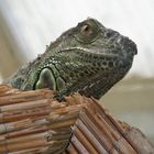 Leguan im Schmetterlingshaus Schloss Sayn