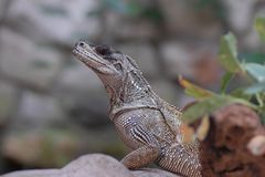 Leguan im Straubinger Zoo