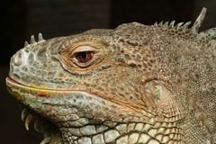 Leguan im Terrazoo Rheinberg