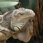 Leguan im Tierpark Berlin