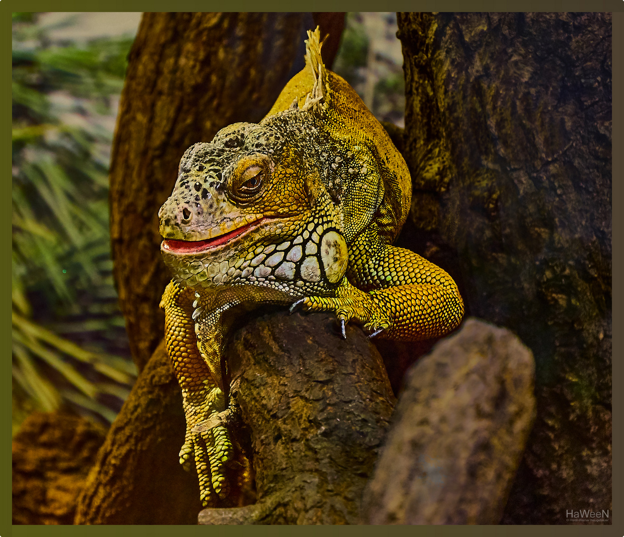 Leguan im Tierpark Lüneburger Heide