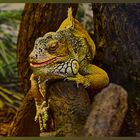 Leguan im Tierpark Lüneburger Heide