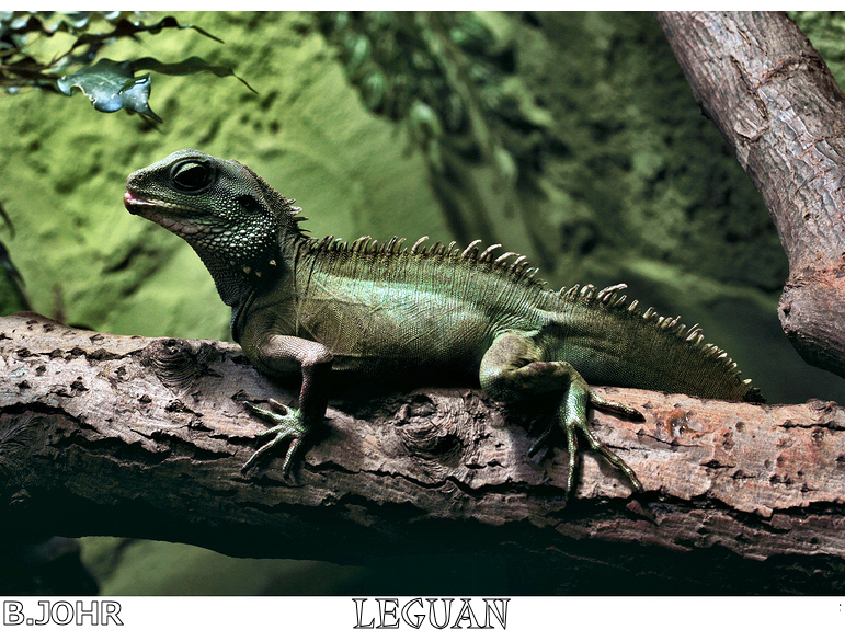 Leguan im Ulmer Tierpark