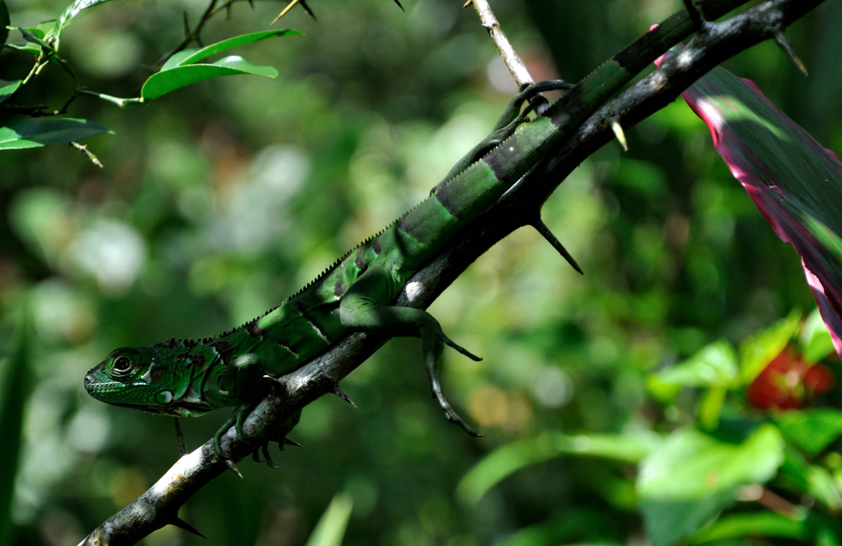 Leguan im Urwald