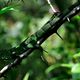 Leguan im Urwald