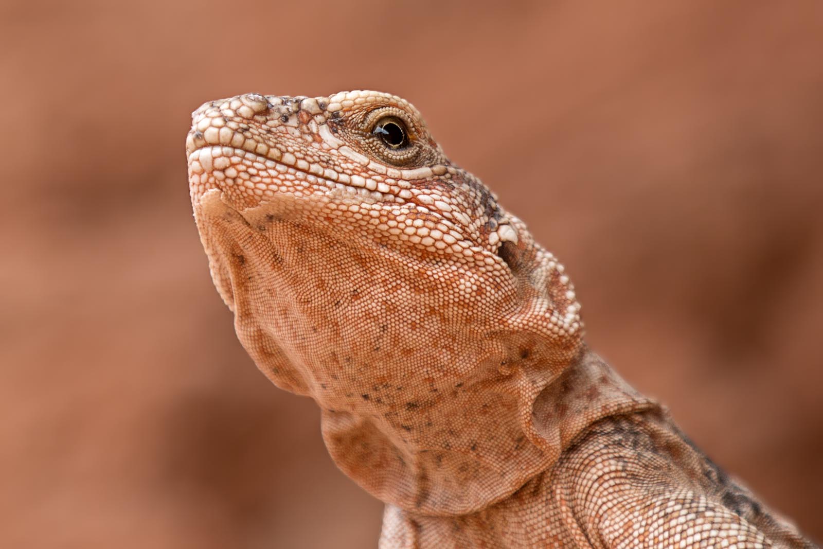 Leguan im Valley of Fire, Nevada USA