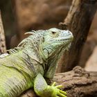 Leguan im Zoo