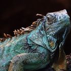 Leguan im Zoo