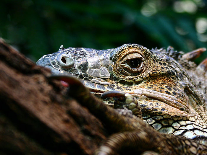 Leguan im Zoo Leipzig