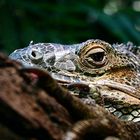 Leguan im Zoo Leipzig