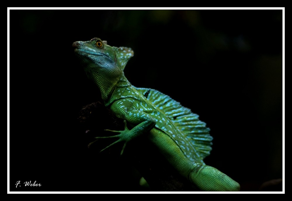 Leguan im Zoo Leipzig