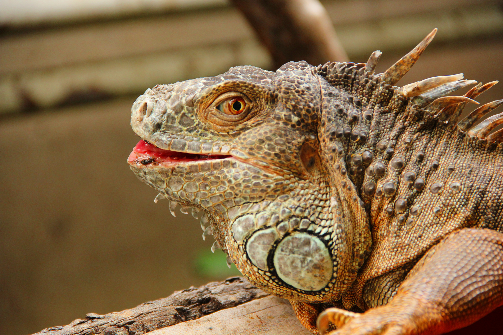 Leguan im Zoo Osnabrück