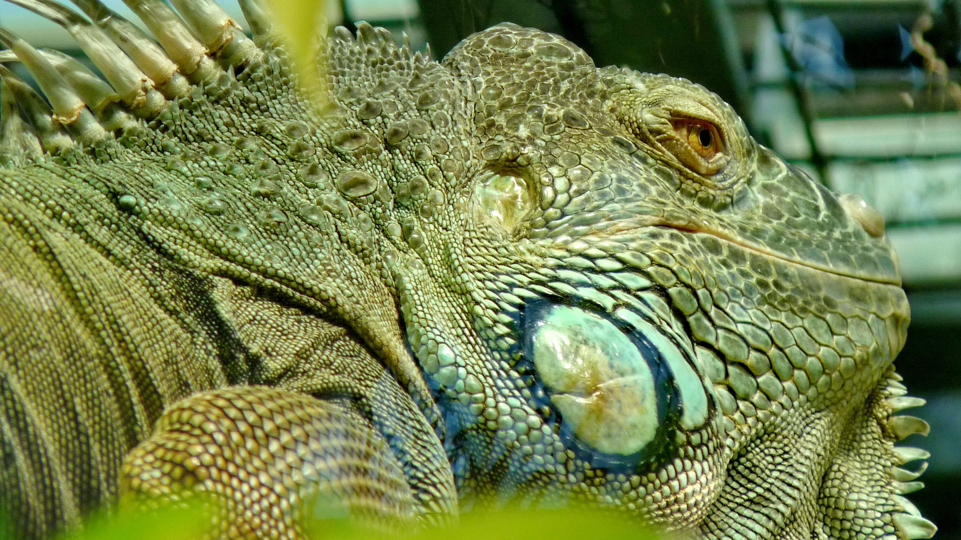 Leguan im Zoo Zürich