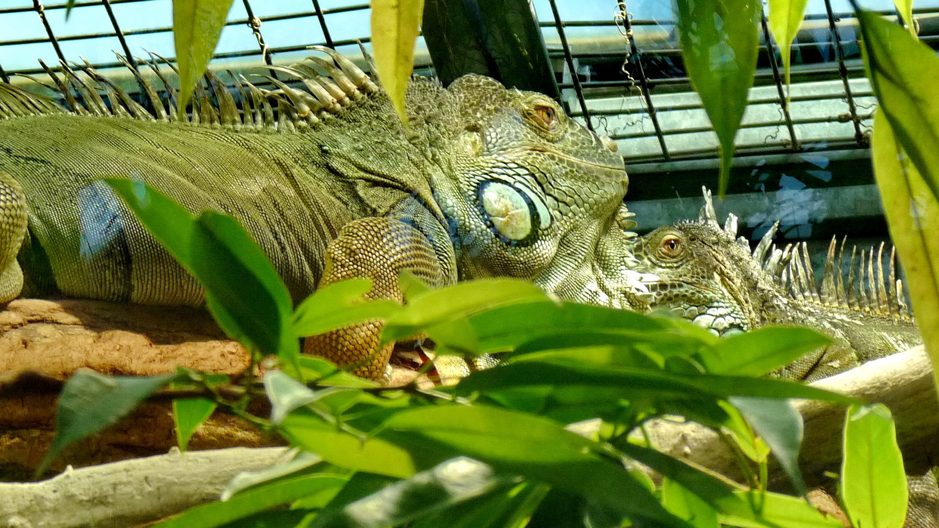 Leguan im Zoo Zürich