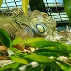 Leguan im Zoo Zürich