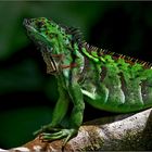 Leguan in Costa Rica