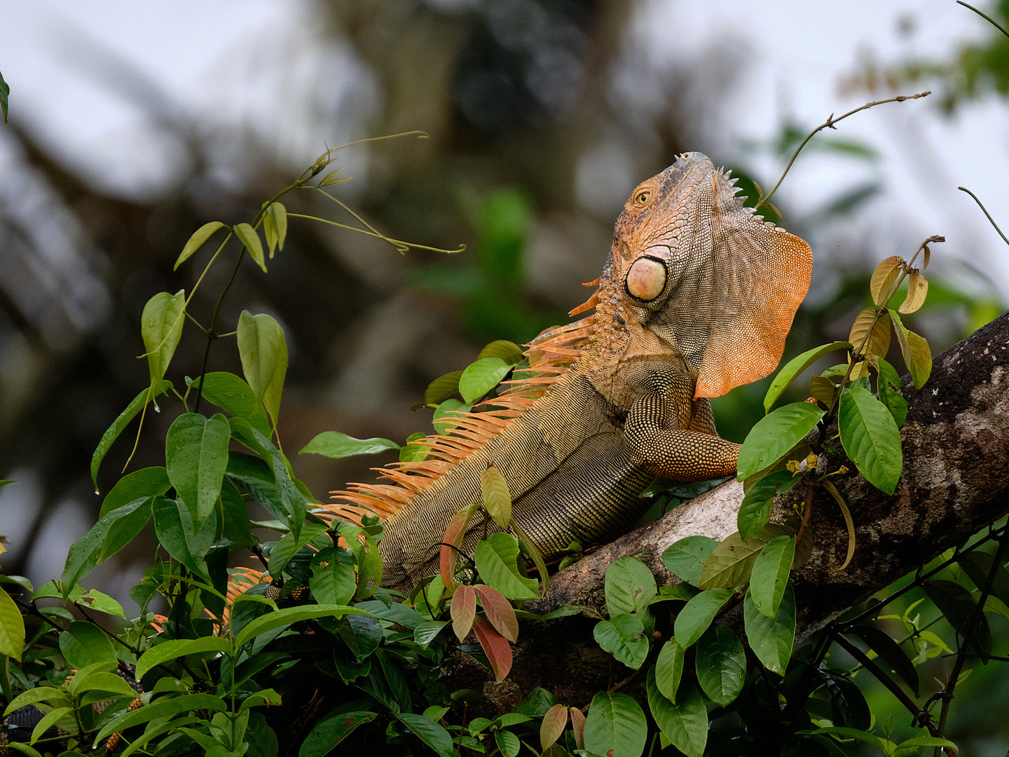 Leguan in Costa Rica