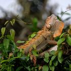 Leguan in Costa Rica