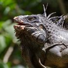 Leguan in Costa Rica