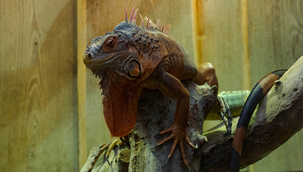 Leguan in der Biosphäre Potsdam