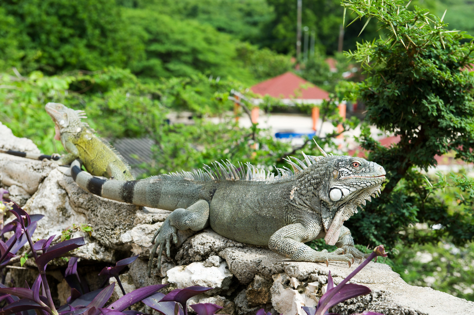 Leguan in der Lagun Bay auf Curacao