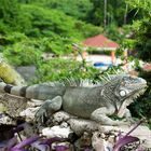 Leguan in der Lagun Bay auf Curacao