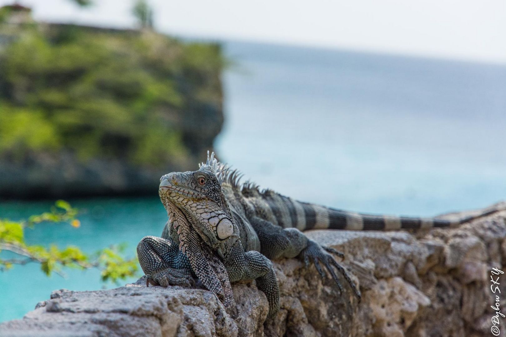 Leguan in der Playa Lagun (Curacao)