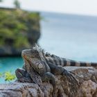 Leguan in der Playa Lagun (Curacao)