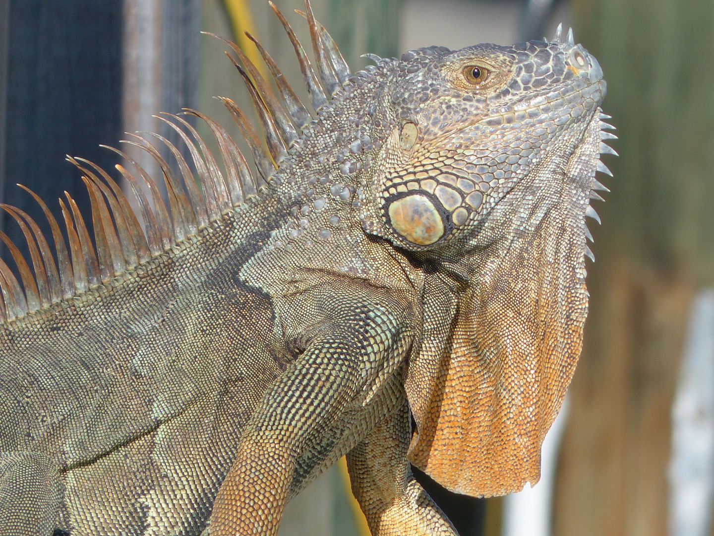 Leguan in Florida