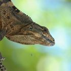 Leguan in freier Wildbahn