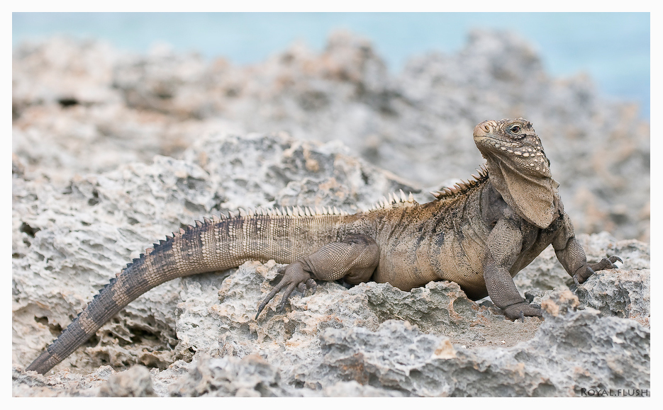 leguan in freiheit