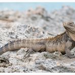 leguan in freiheit