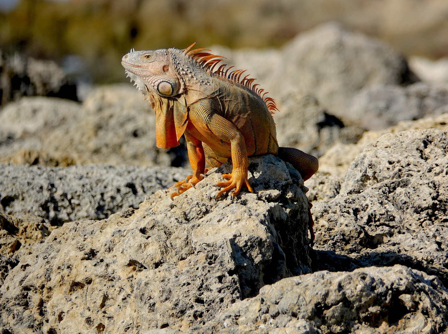 Leguan in Key West