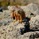 Leguan in Key West