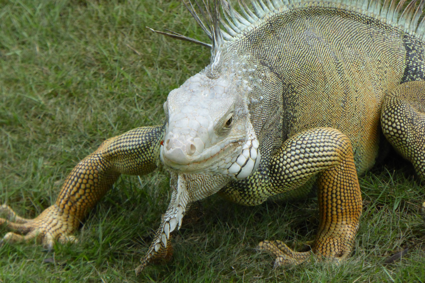 Leguan in Kolumbien - Catagena