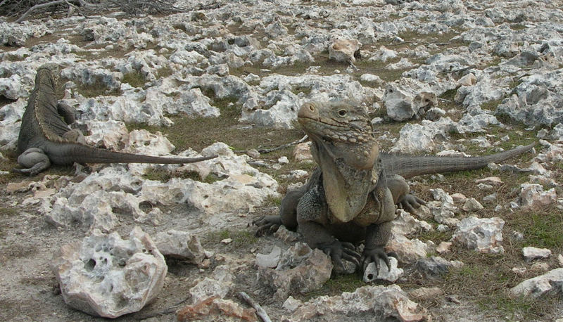 Leguan in Pose