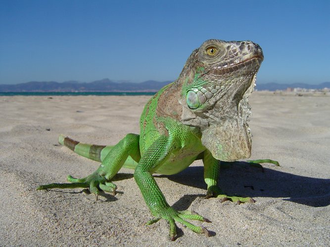 Leguan in s´Arenal am Strand