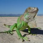 Leguan in s´Arenal am Strand